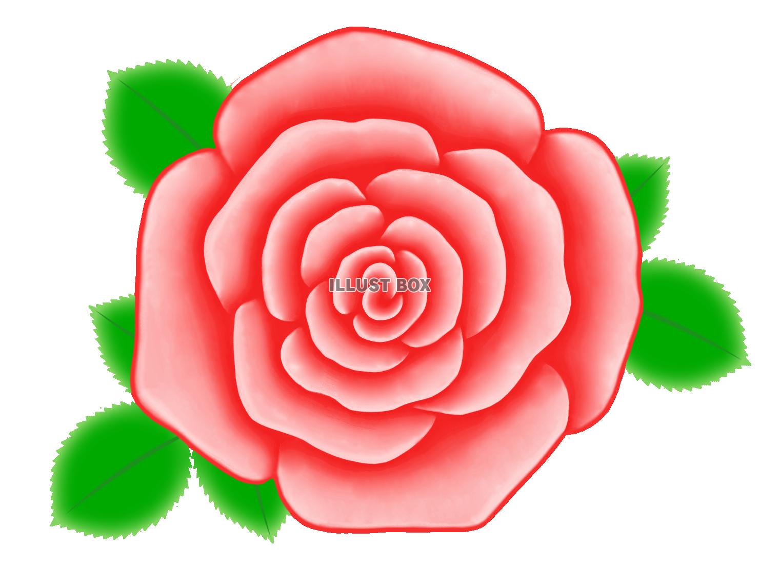 バラの花のワンポイントイラスト背景素材。透過PNG