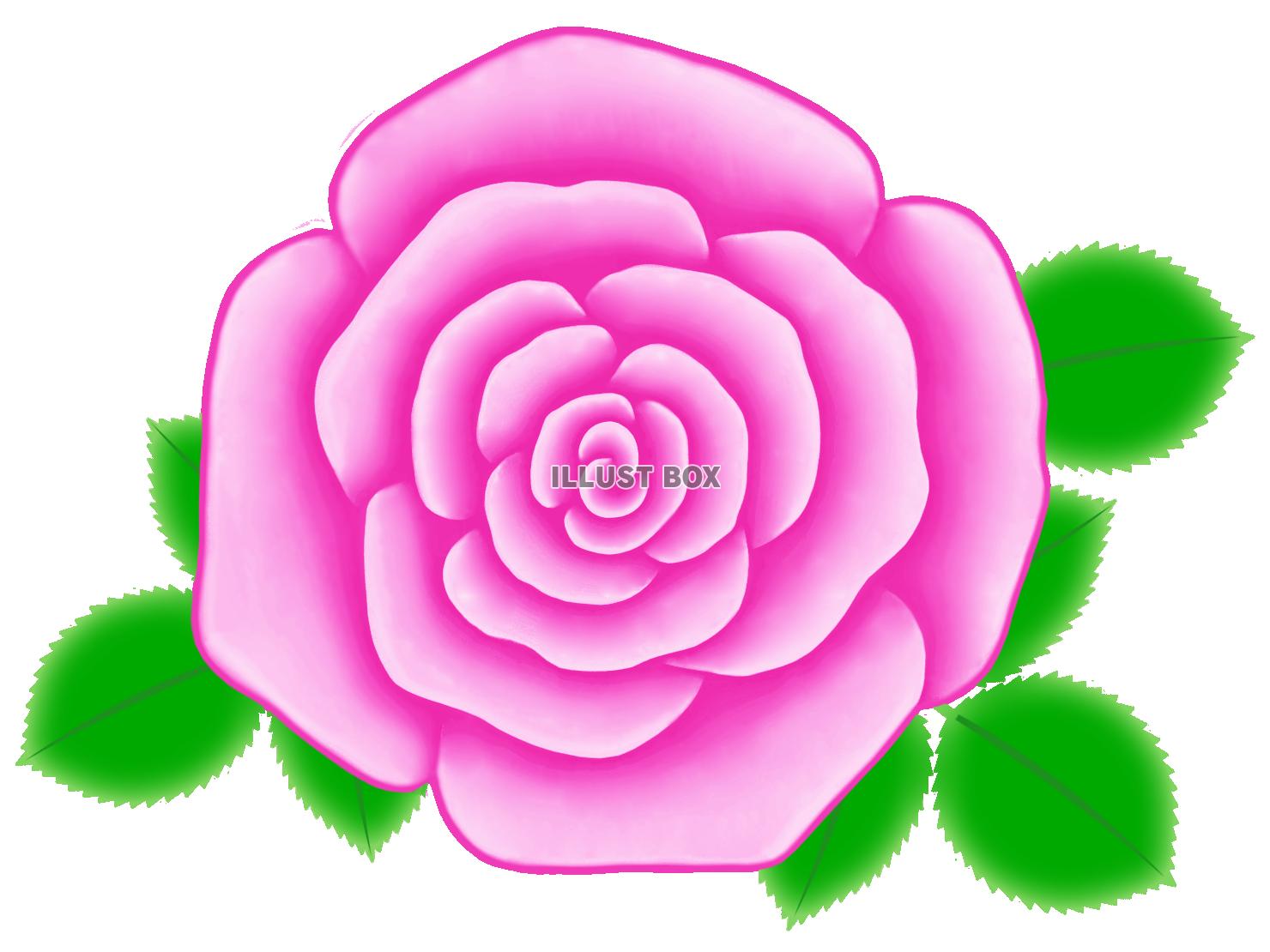 バラの花のワンポイントイラスト背景素材。透過PNG