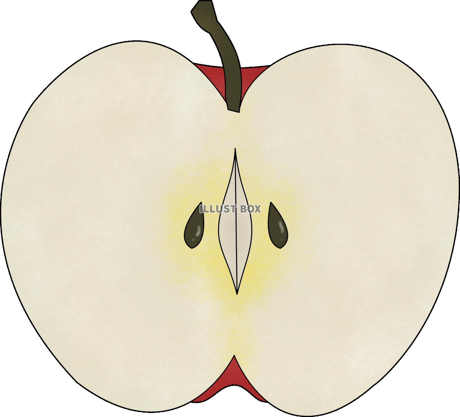 切ったリンゴ