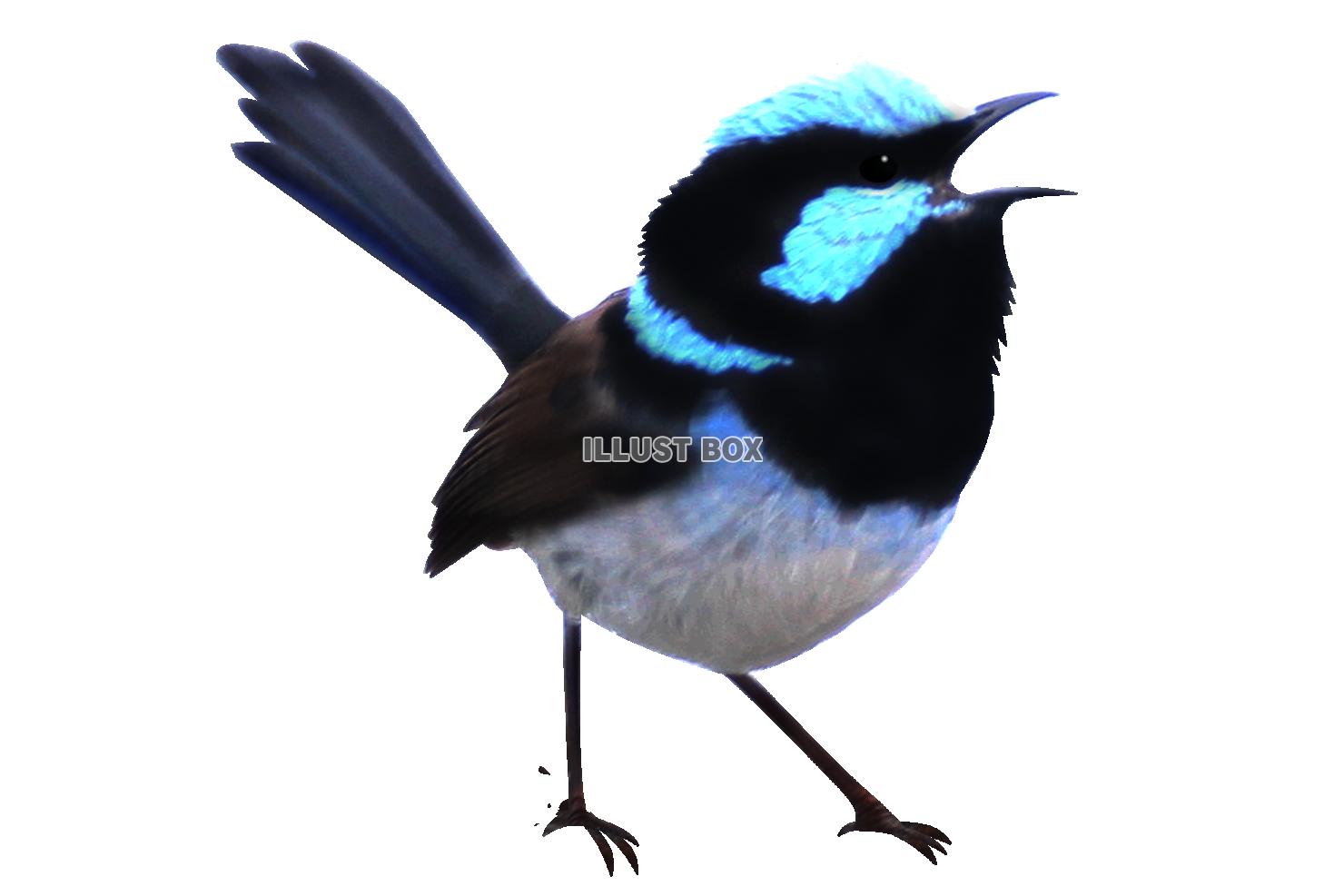 最高の青い鳥 イラスト かっこいい 最高の動物画像