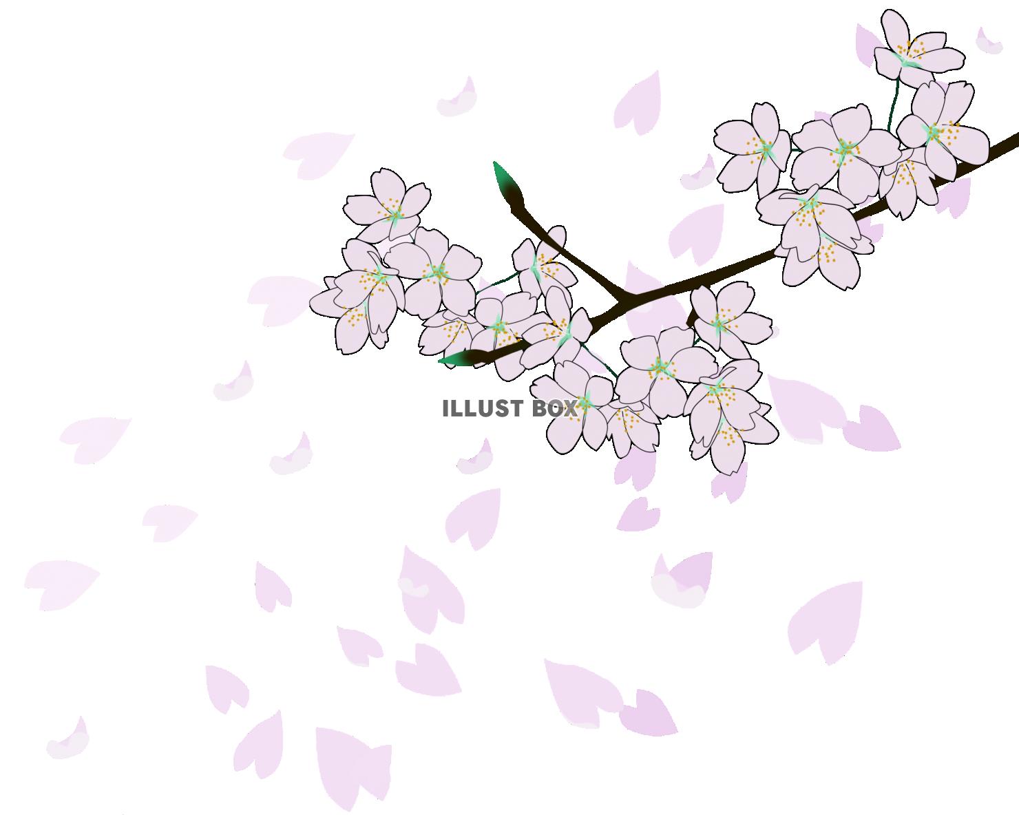 【ここからダウンロード】 桜の 絵 イラスト - Arielillust