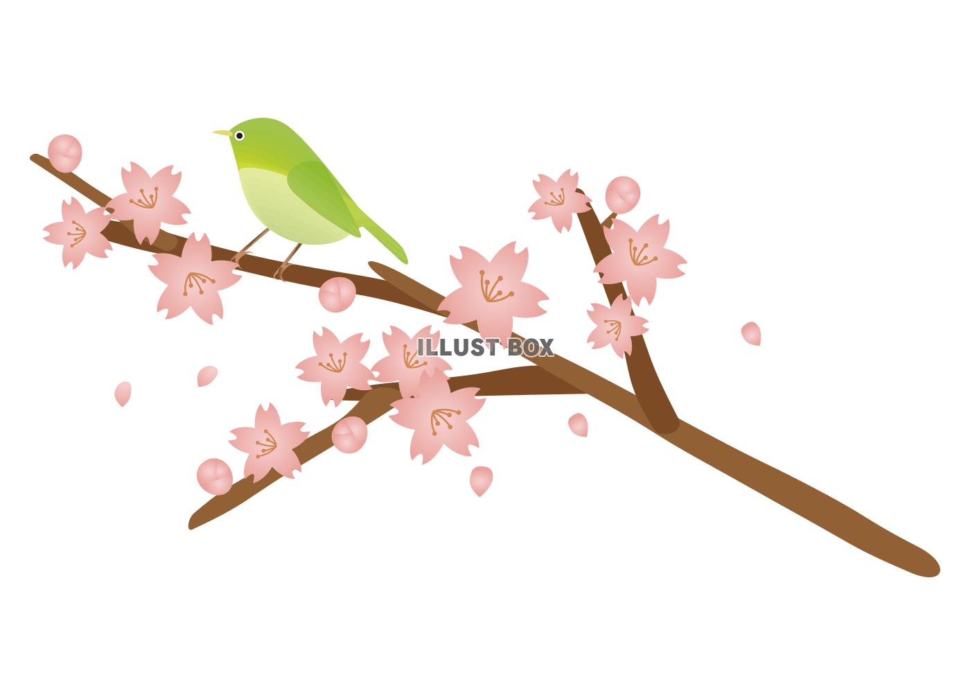 無料イラスト 桜と春の鳥