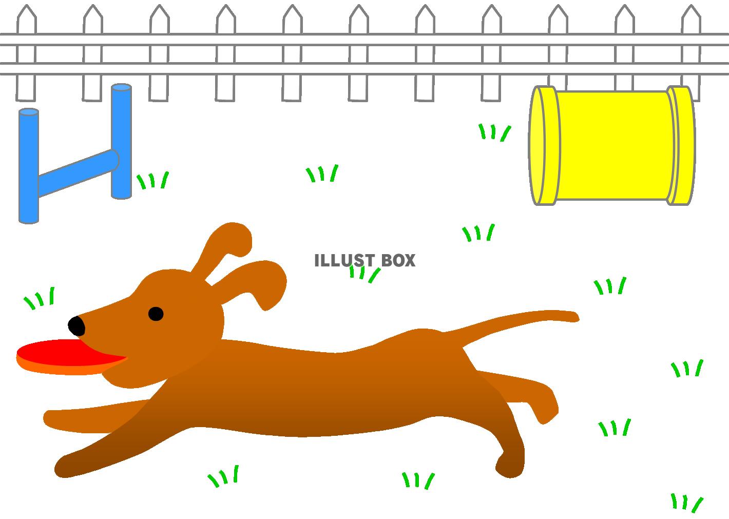 ドッグランを走る犬（ダックスフント・ダックスフンド）フリスビ...