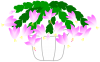 シャコバサボテン（冬のお花）２