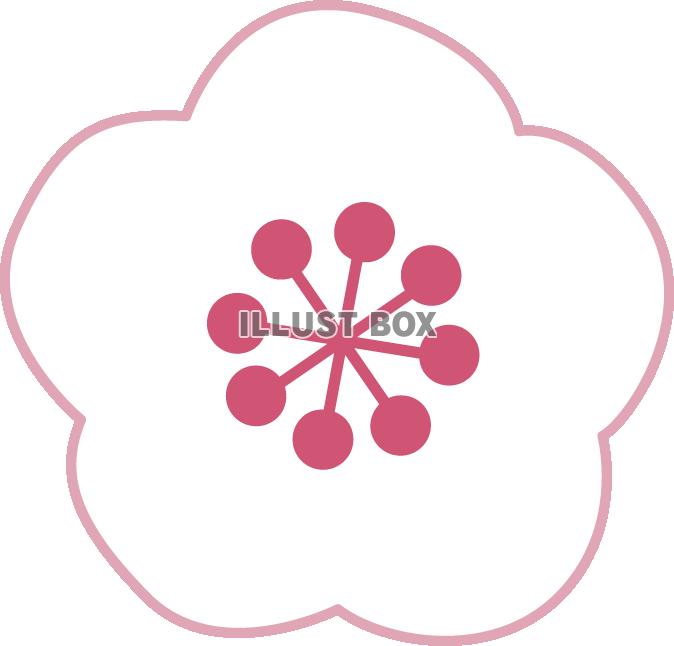 梅の花(白).透過png