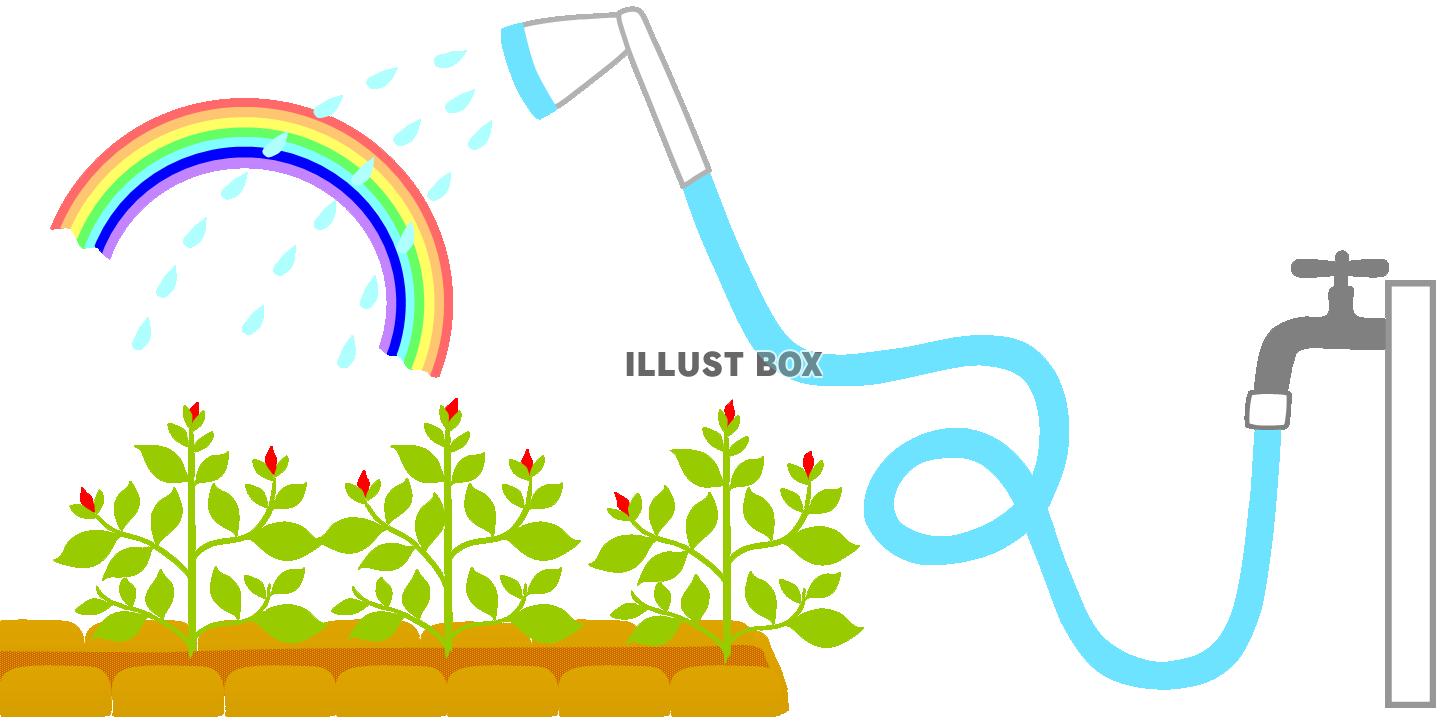 ホースで水やり１（ガーデニング・園芸・育てる・虹）