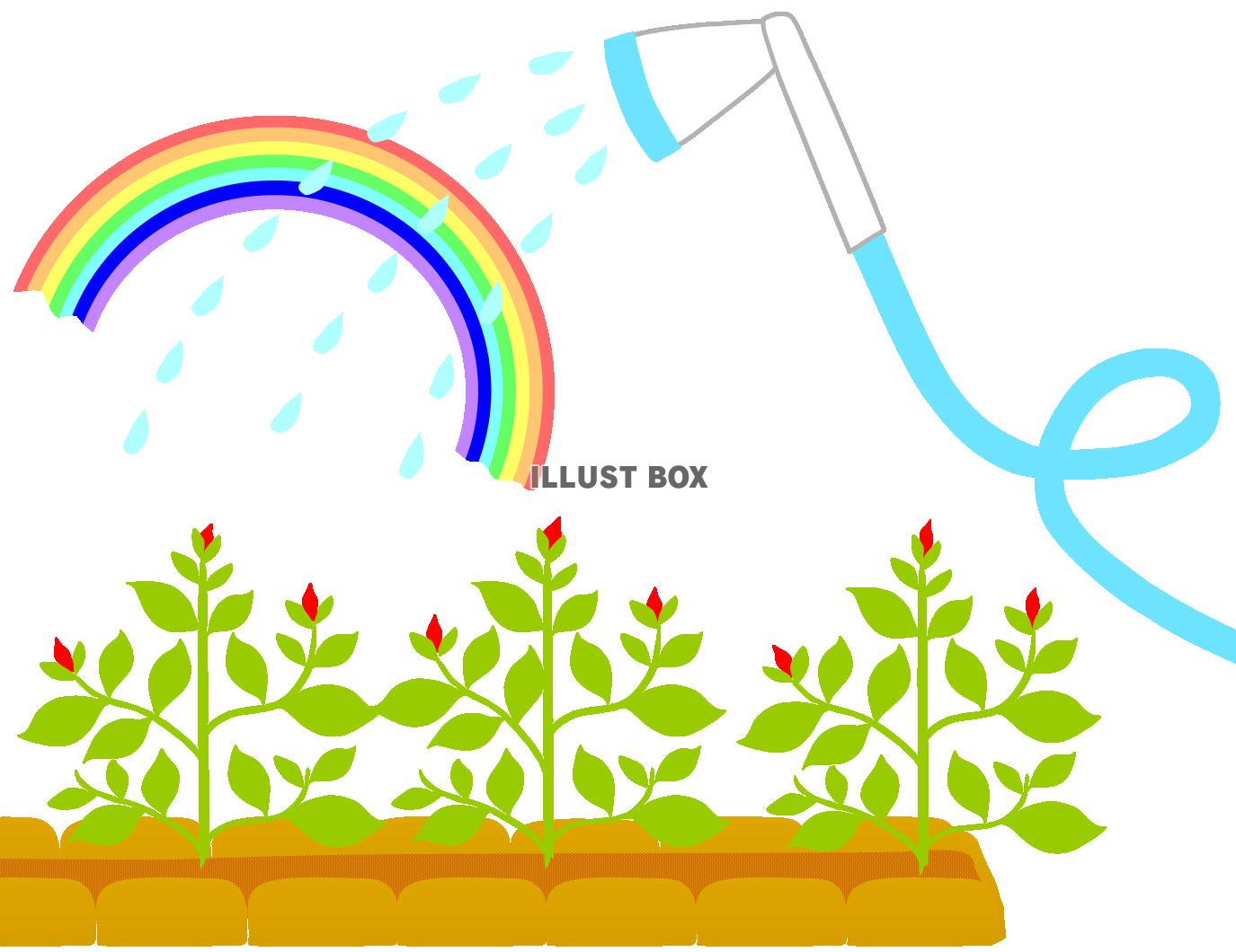 ホースで水やり２（ガーデニング・園芸・育てる・虹）