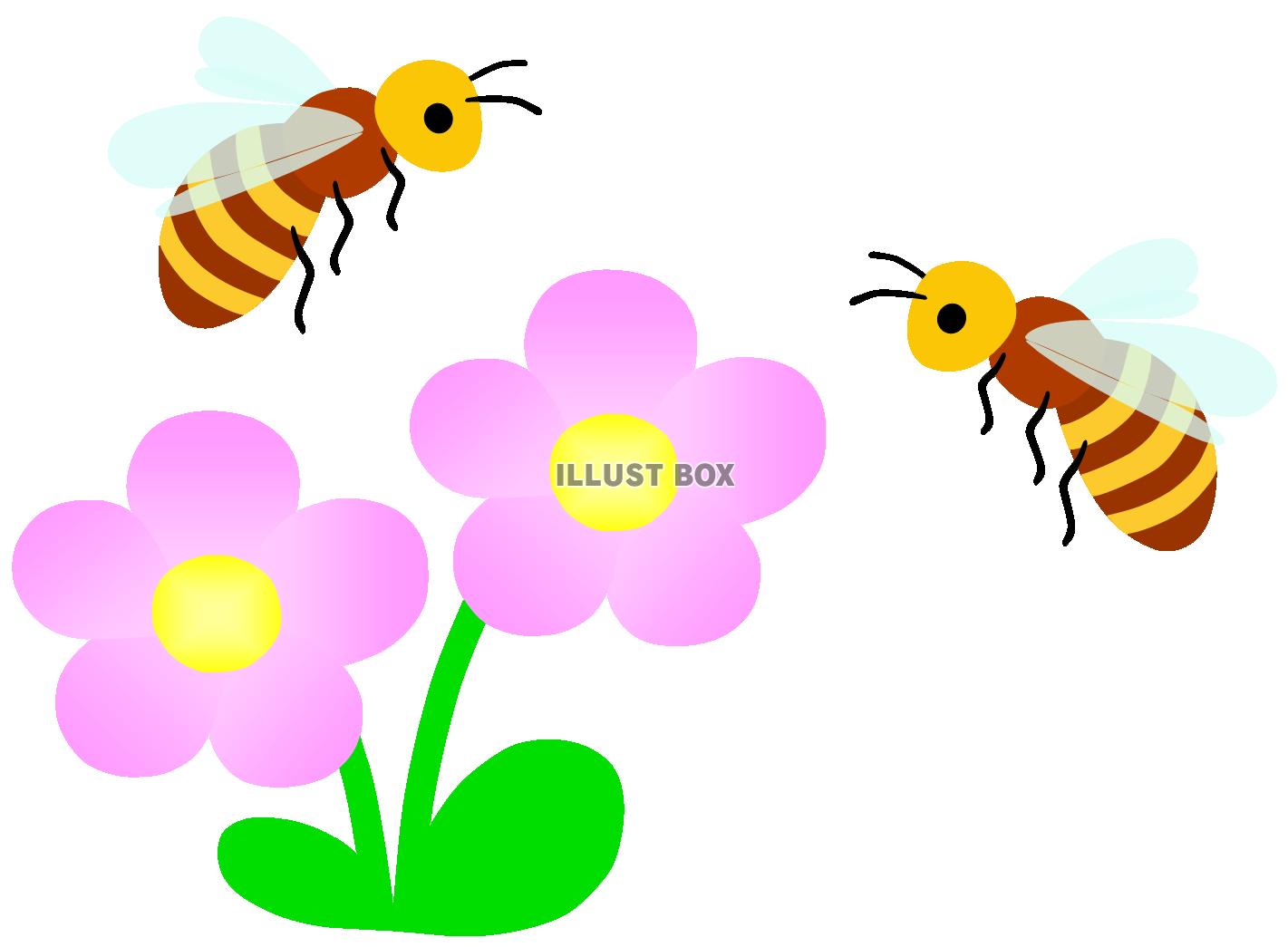無料イラスト みつばちとピンクのお花２ ミツバチ 蜂 昆虫