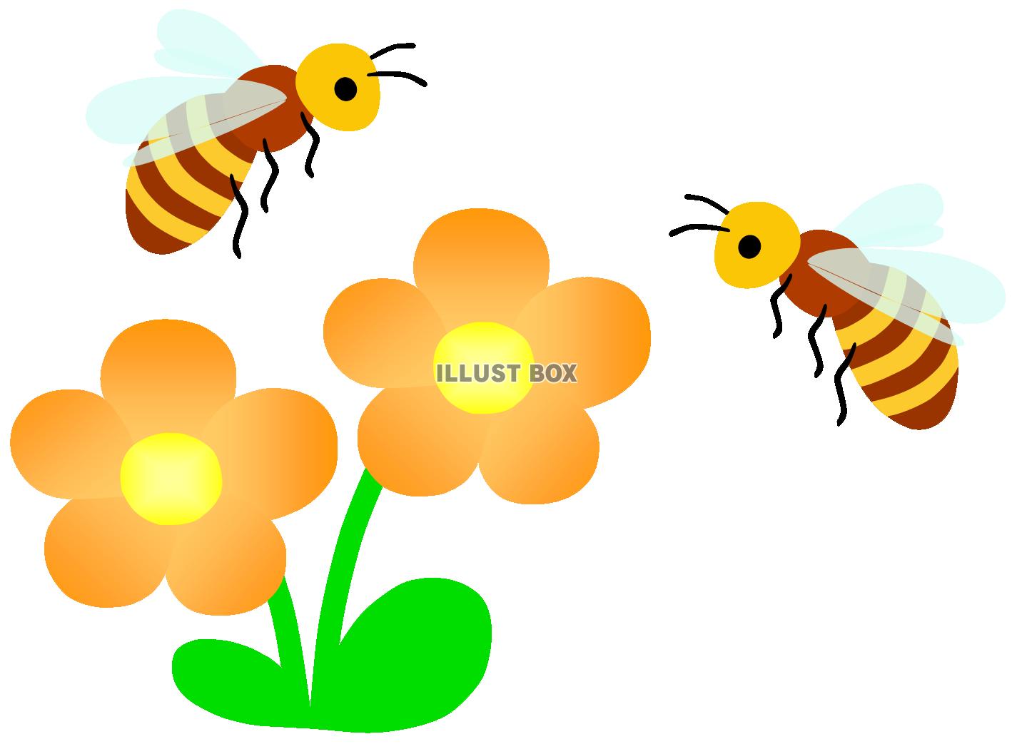 無料イラスト みつばちとオレンジ色のお花２ ミツバチ 蜂 昆虫