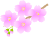 小枝のさくら２（春、桜、サクラ、お花見）