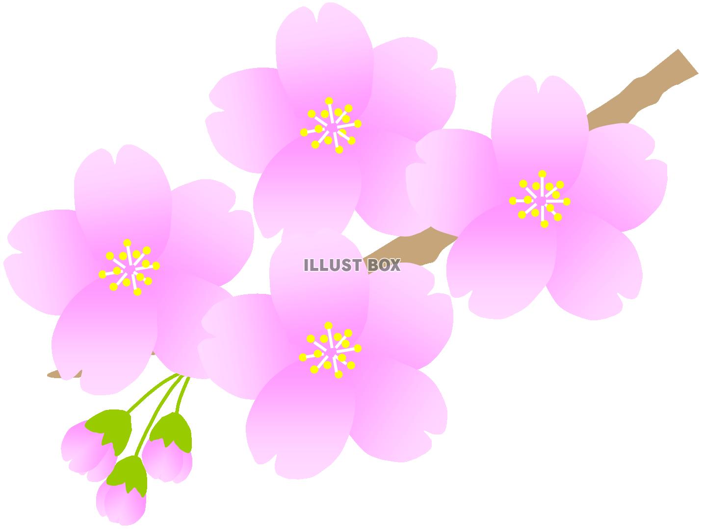 無料イラスト 小枝のさくら２ 春 桜 サクラ お花見