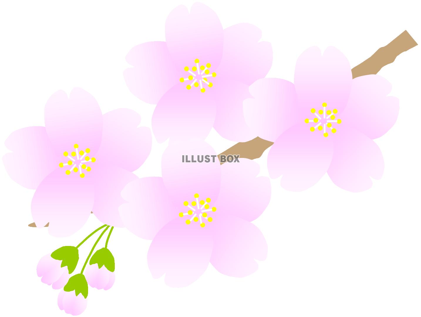 小枝のさくら３（春、桜、サクラ、お花見）