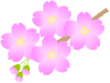 小枝のさくら４（春、桜、サクラ、お花見）