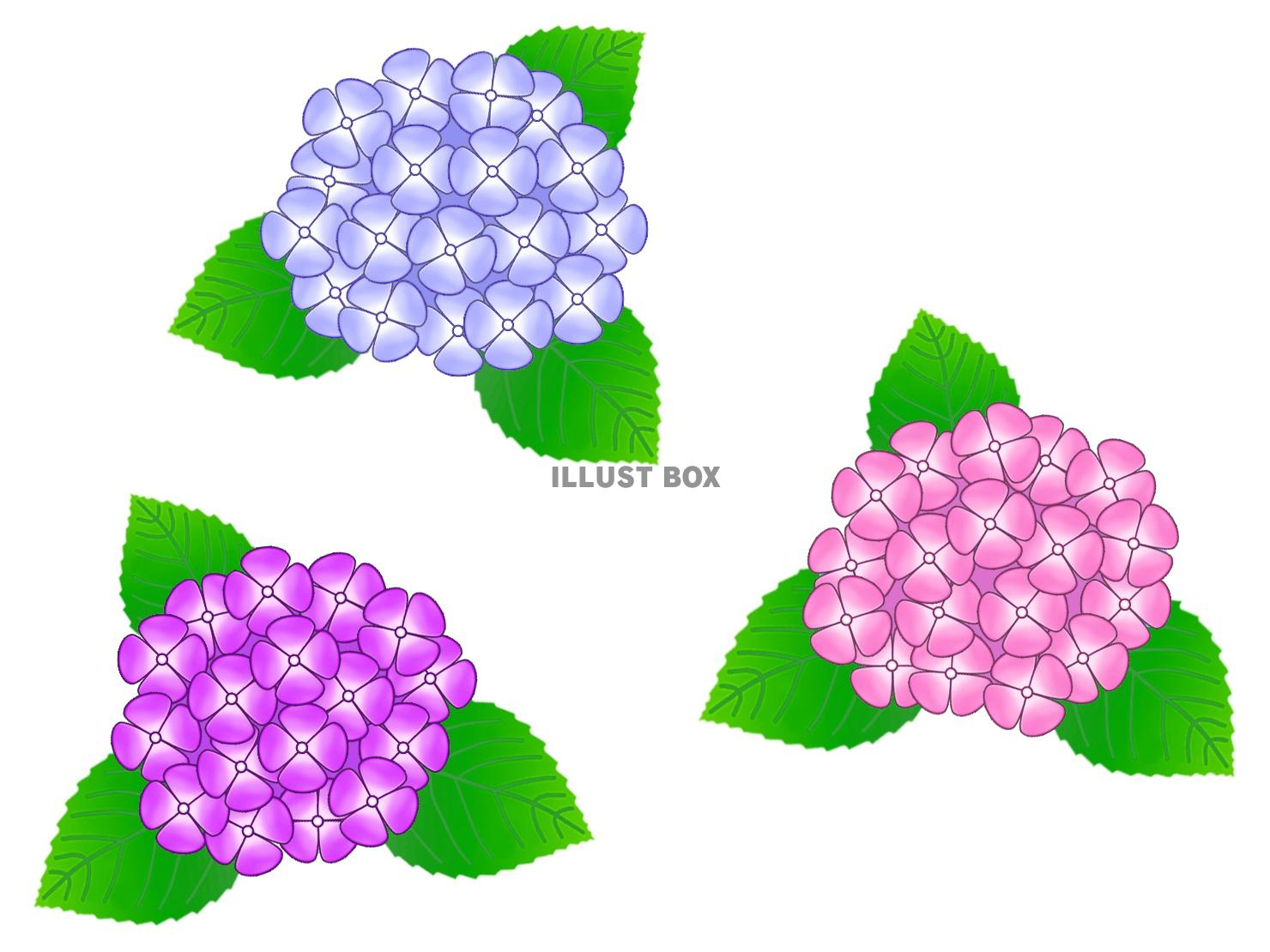 アジサイ紫陽花あじさい背景素材イラスト