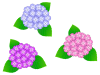 アジサイ紫陽花あじさい背景素材イラスト。透過PNG
