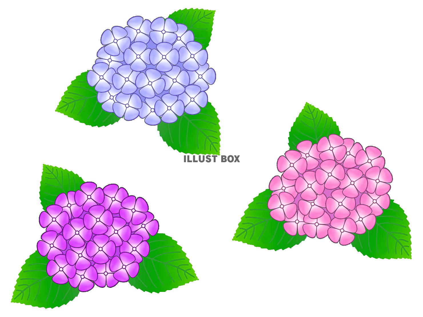 紫陽花 イラスト無料