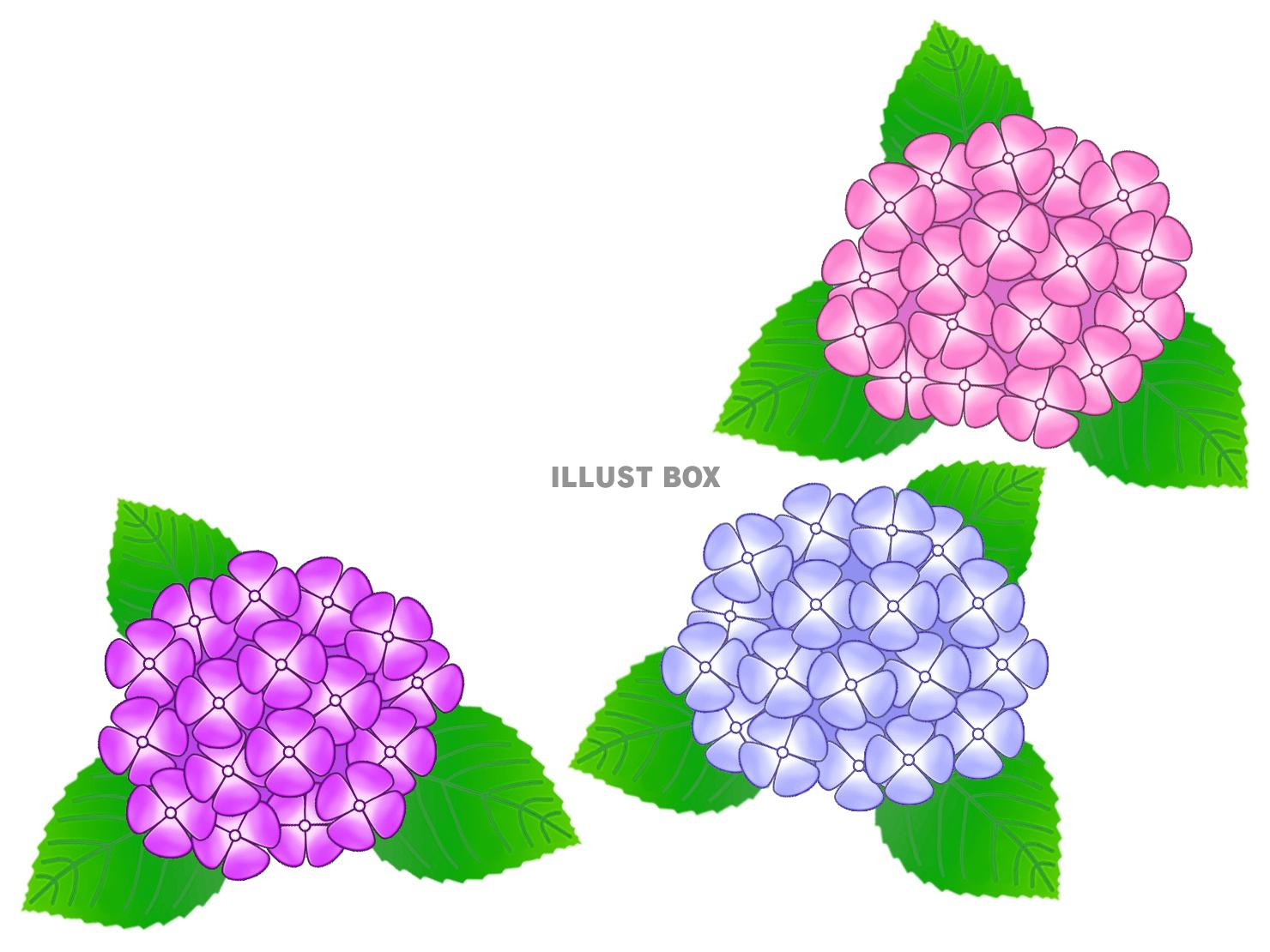 アジサイ紫陽花あじさい背景素材イラスト