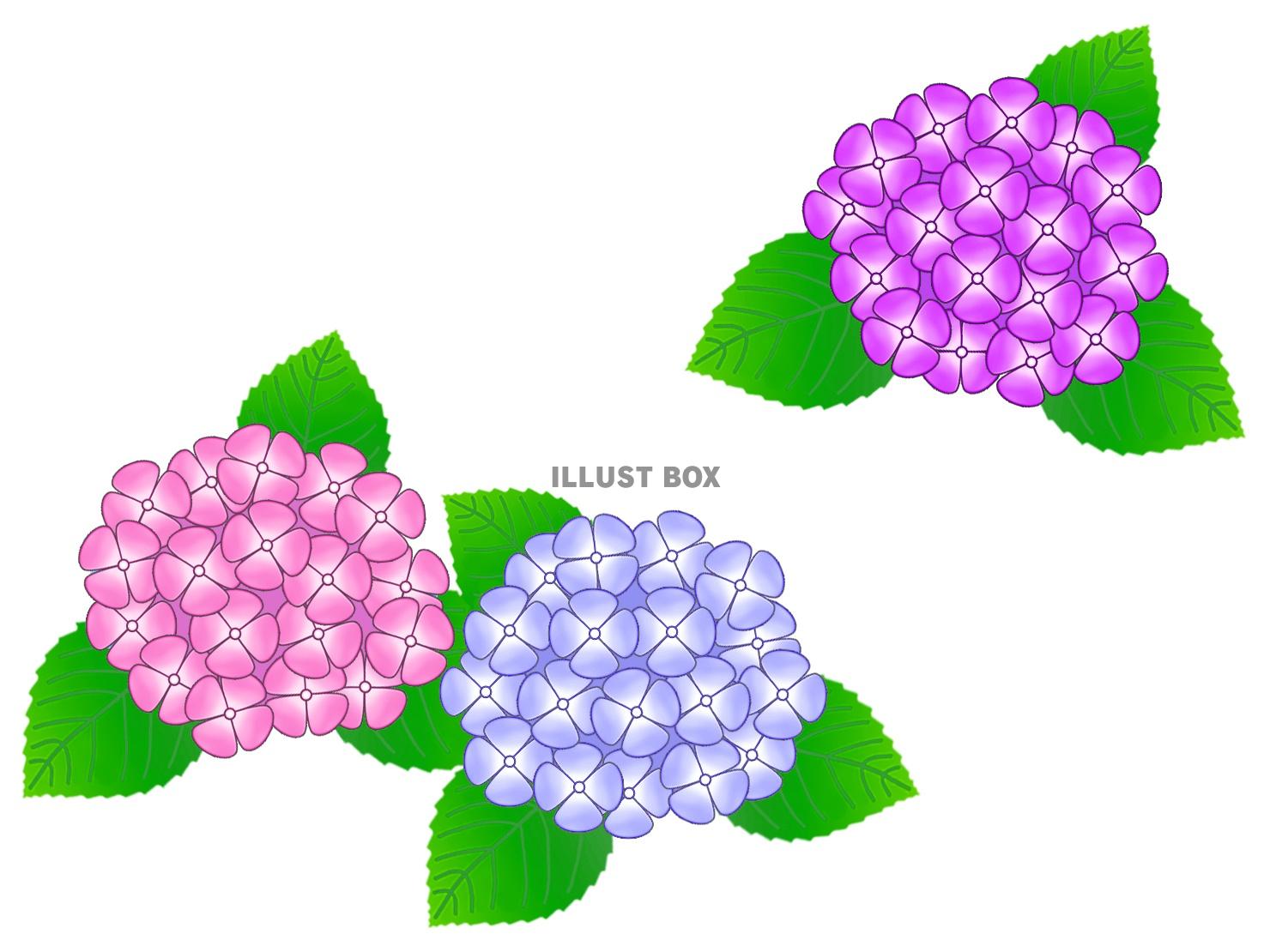 紫陽花 イラスト無料