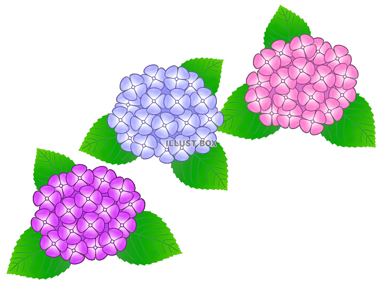 紫陽花 イラスト無料