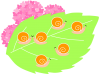 紫陽花と赤ちゃんかたつむり　（つゆ、梅雨、あじさい、アジサイ、蝸牛、カタツムリ）