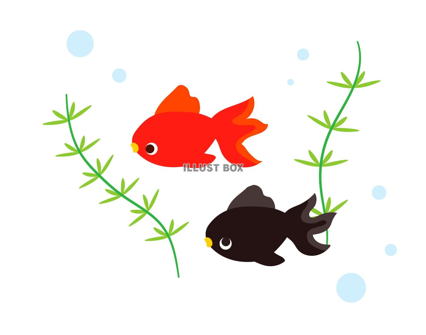 元の金魚 イラスト 簡単 無料イラスト集