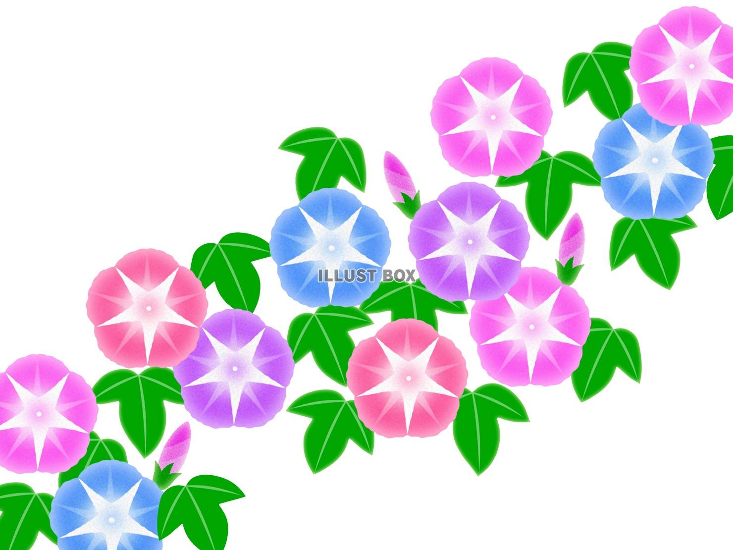 朝顔イラスト背景素材アサガオの花模様壁紙