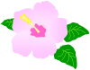 ハイビスカスのお花　ピンク（夏、南国、トロピカル）