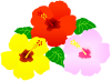 ハイビスカスのお花　（夏、南国、トロピカル）
