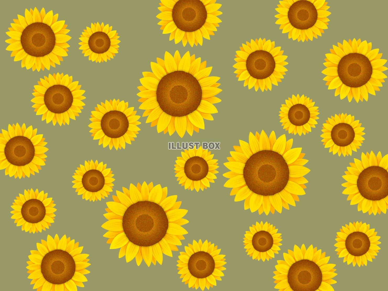 無料イラスト ひまわりの壁紙 向日葵の背景素材イラスト