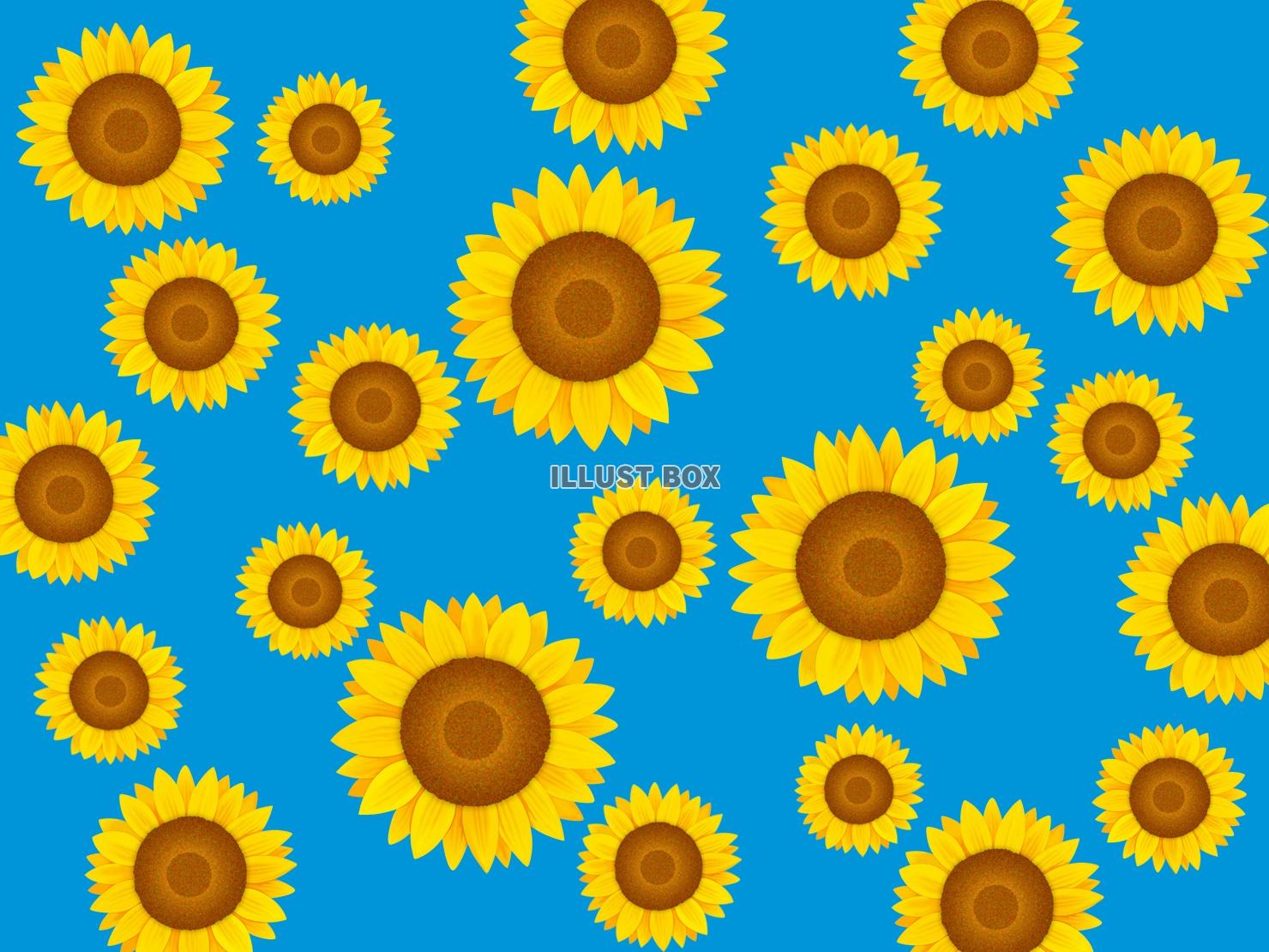 無料イラスト ひまわりの壁紙 向日葵の背景素材イラスト