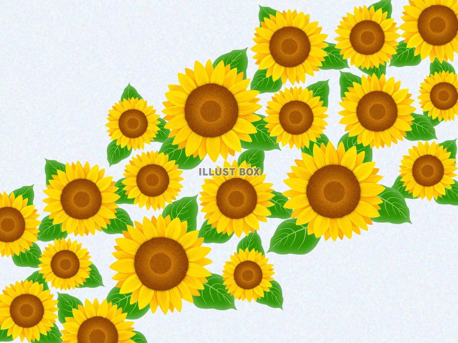 ひまわりの壁紙、向日葵の背景素材イラスト