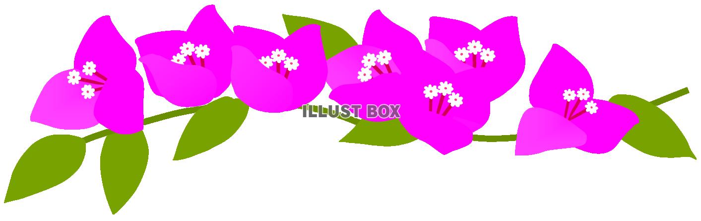 無料イラスト ブーゲンビリアのお花 ピンク１ 夏 南国