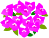 ブーゲンビリアのお花　ピンク２　（夏、南国）