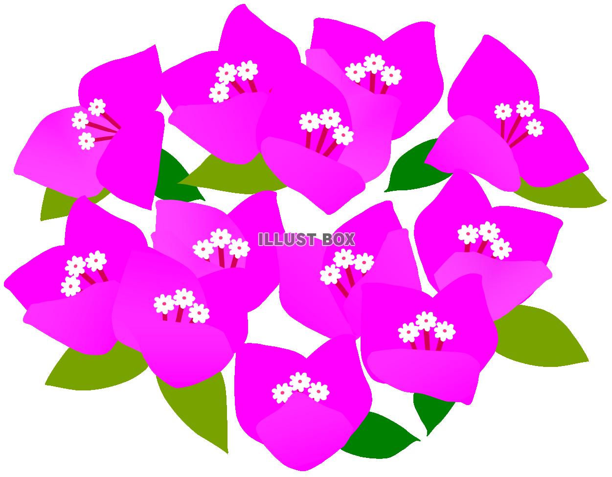 ブーゲンビリアのお花　ピンク２　（夏、南国）
