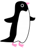 アデリーペンギン　（南極、夏）