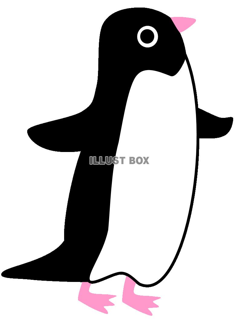 アデリーペンギン　（南極、夏）