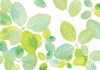 背景,イラスト,新緑,葉,水彩,手書き,手描き,植物,春,夏,初夏,シンプル,5