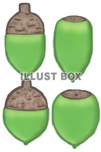 どんぐり(緑 png)