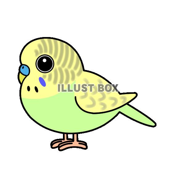 インコ イラスト無料