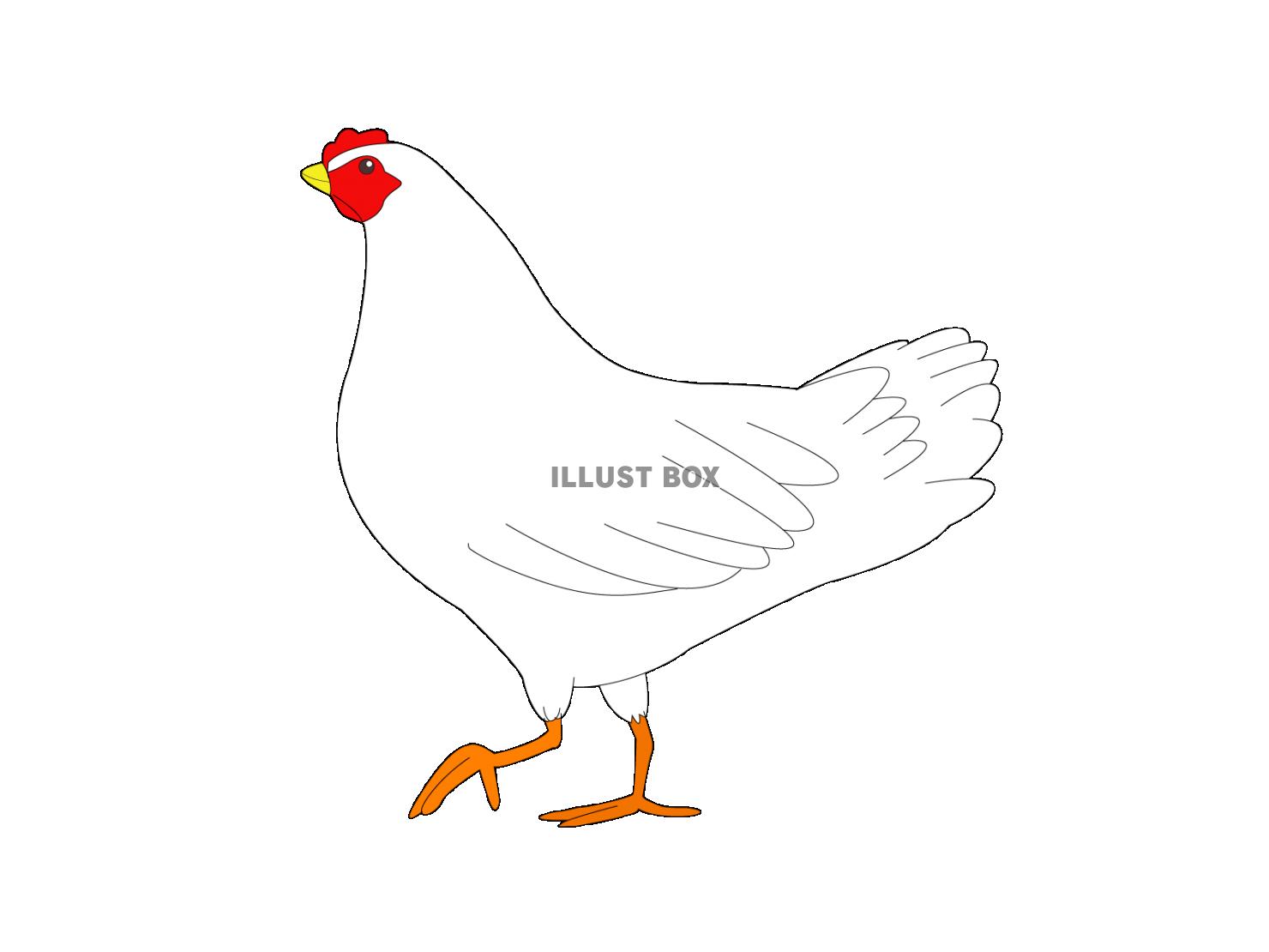 ミニミニ 鶏 めんどり アンティーク イラスト スタンプ チキン ハンコ フランス ペット ヴィンテージ 卵を抱く 孵化 素材 鳥 3周年記念イベントが 卵を抱く