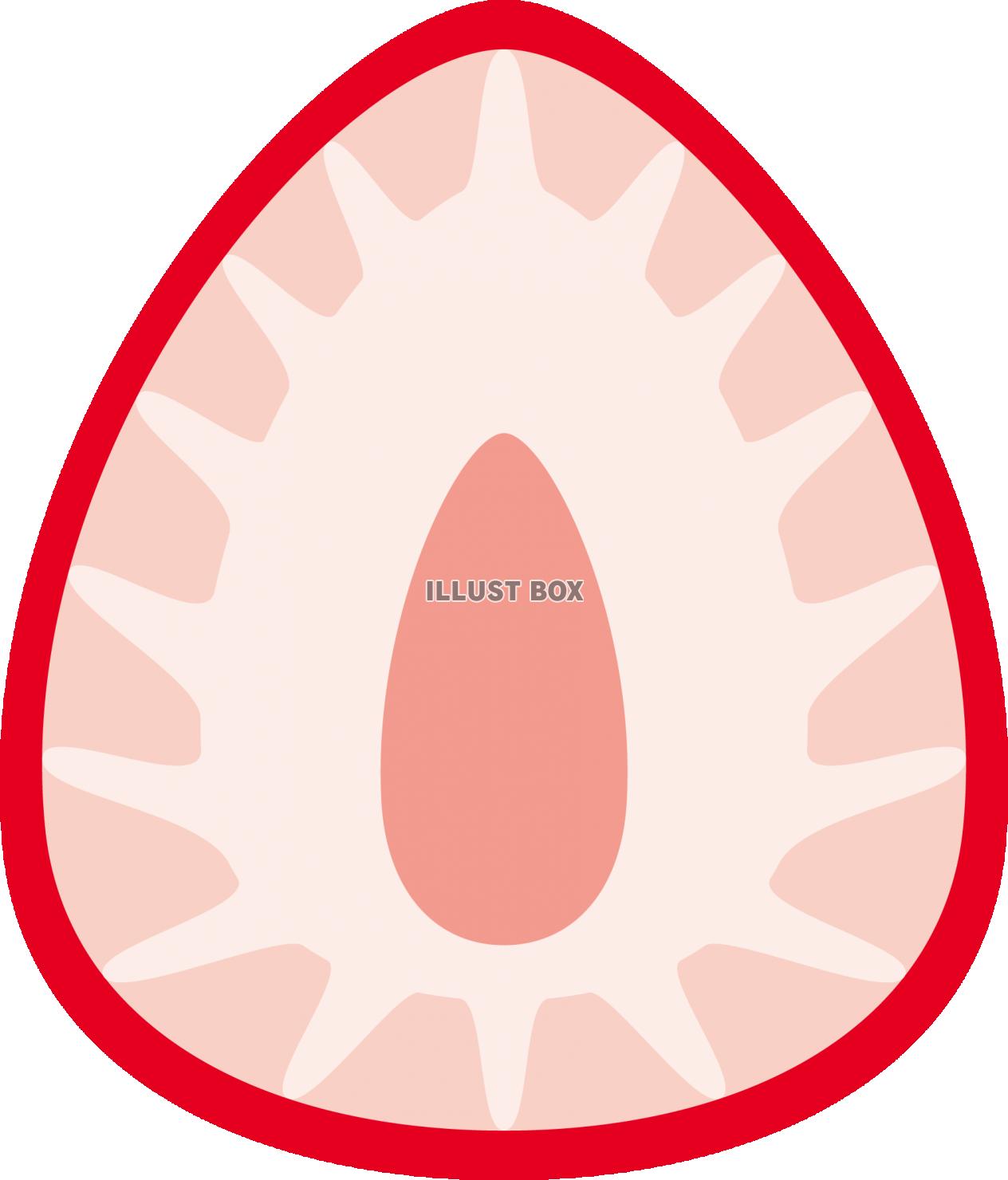 いちご　ストロベリー　断面