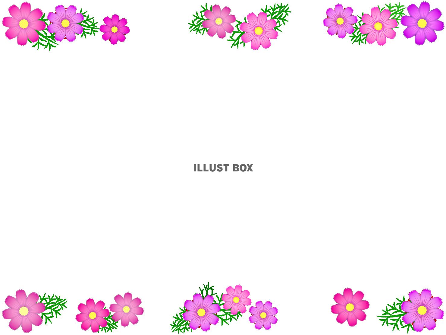 コスモスのフレーム花模様の飾り枠素材イラスト。透過PNG