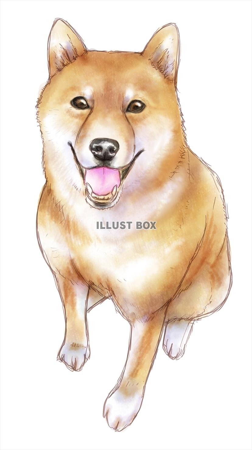 柴犬 イラスト リアル かわいい かっこいい無料イラスト素材集