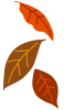  落ち葉５（秋、冬、枯れ葉）