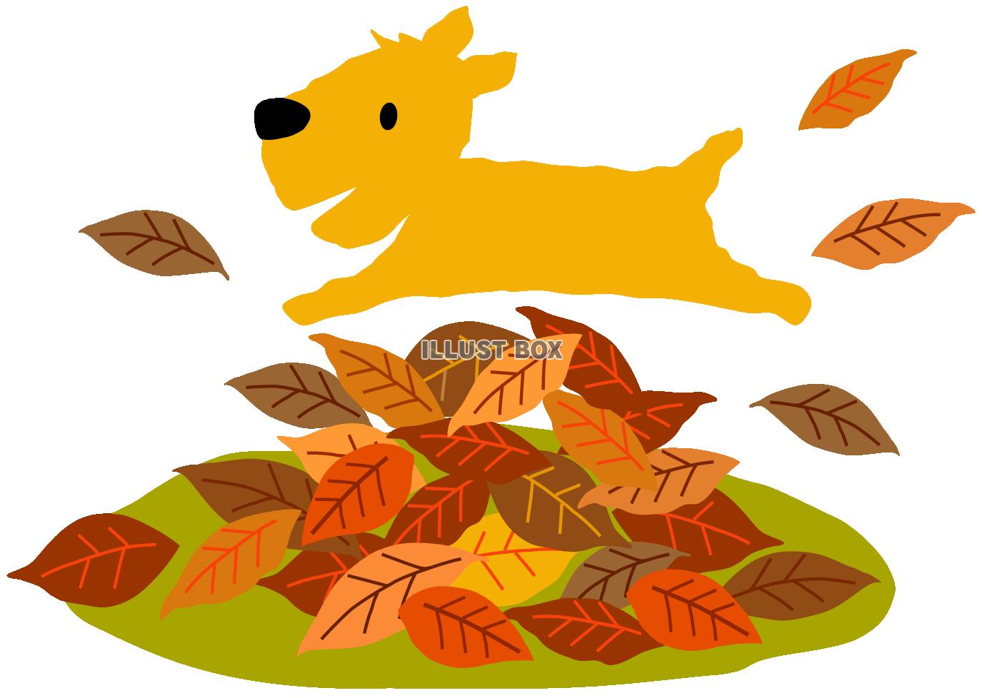 落ち葉で遊ぶわんちゃん（犬、秋、冬、枯れ葉、いぬ）