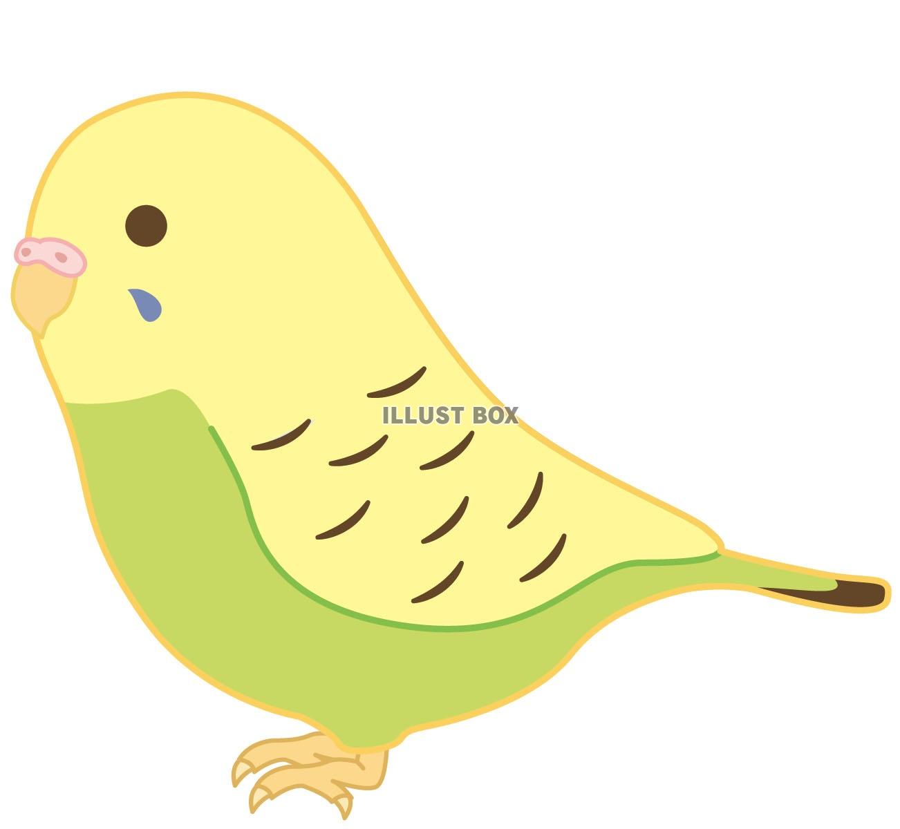 トップ100 おしゃれ インコ イラスト かわいい