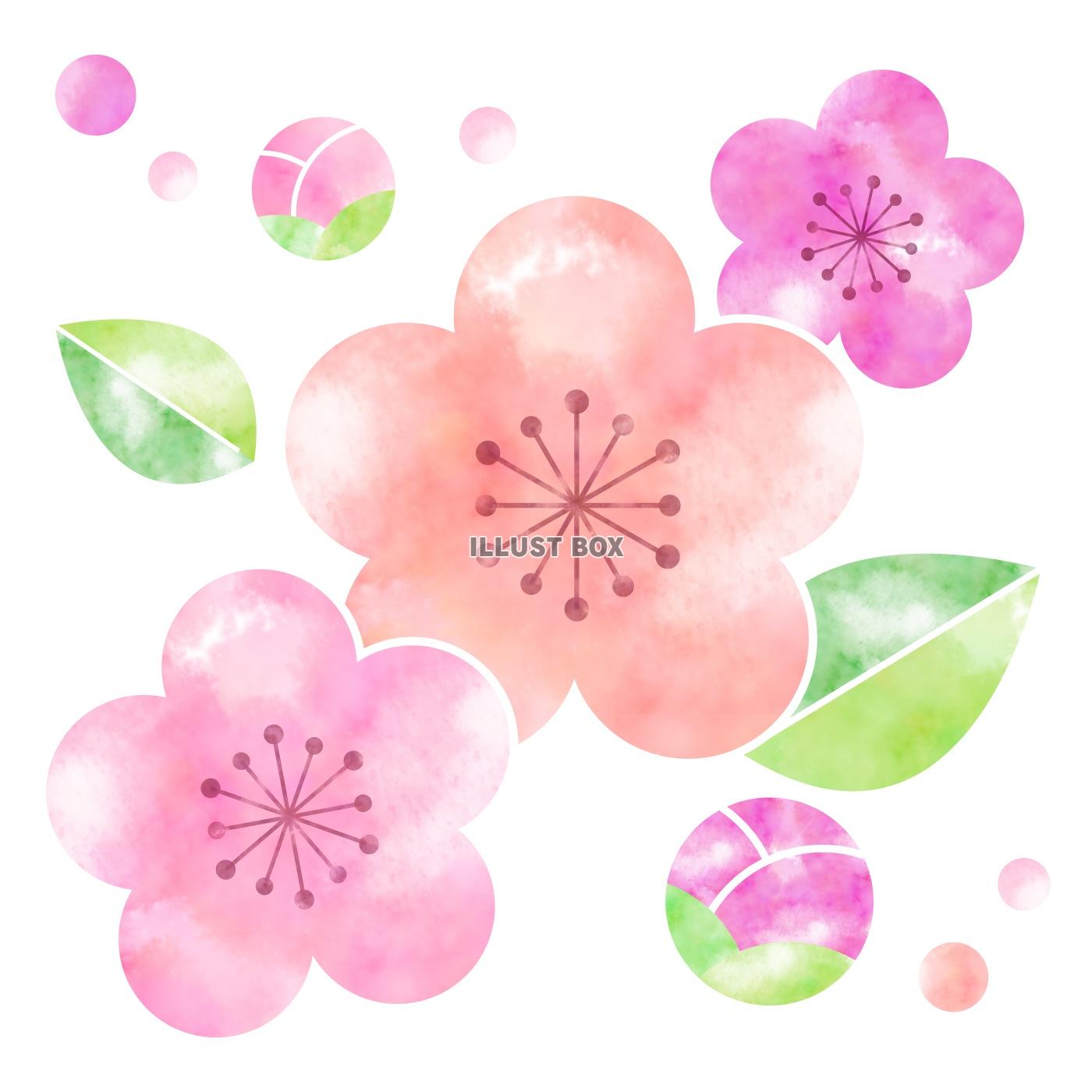 無料イラスト 梅の花イラスト１