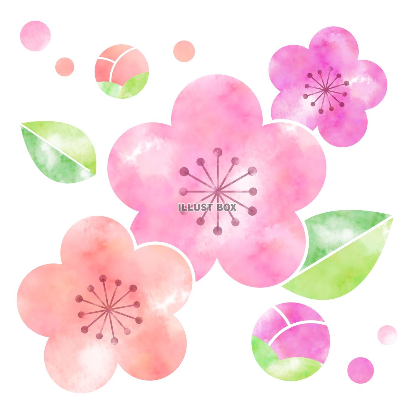 無料イラスト 梅の花イラスト２