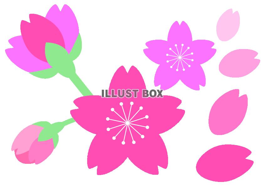 無料イラスト 桜の花の花びらやつぼみの背景