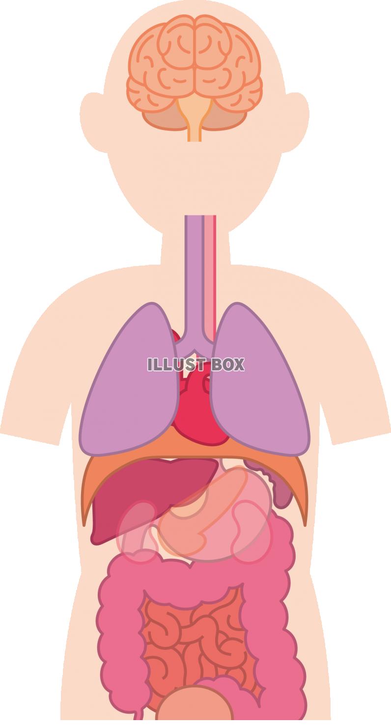 無料イラスト 人体 内臓 器官